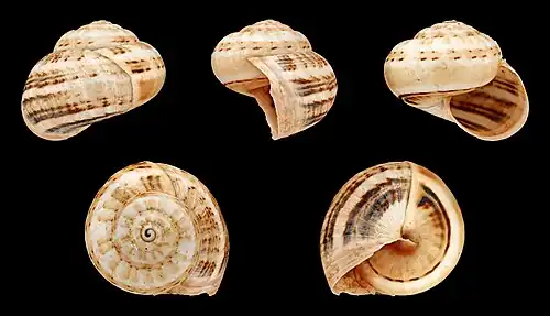 Theba pisana major