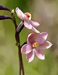 Thelymitra rubra