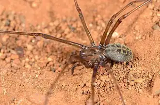 juvenile female