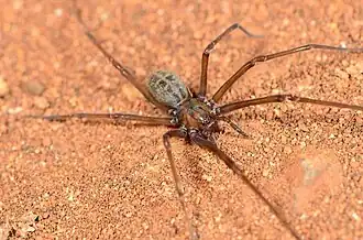 juvenile female