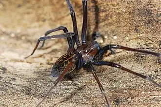female