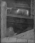 Pesta i trappen, 1896 (Plague on the Stairs)