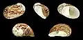 Theodoxus fluviatilis littoralis