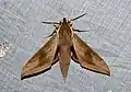 Theretra boisduvali