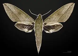 Male dorsal view
