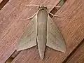 Theretra latreillii