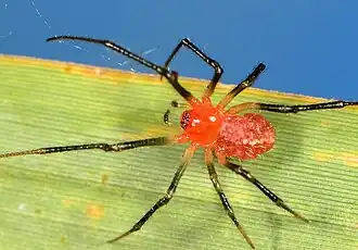 female