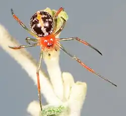 female T. delicatum