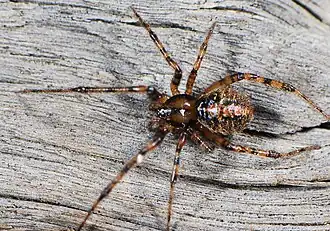 female