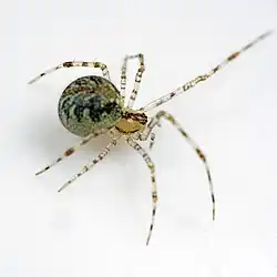 T. varians