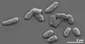 Thermodesulfatator indicus