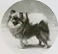 "A greyscale photo of a small fluffy dog looking to the left."