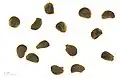T. populnea seeds