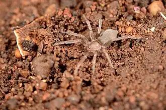 female