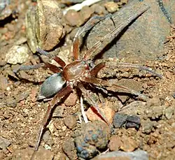 female T. parva