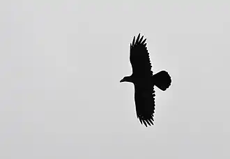 In flight