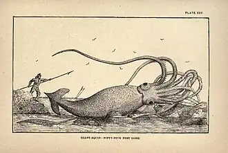 #45 (2/11/1878), Artist's impression of the "Thimble Tickle specimen" found on 2 November 1878, which reportedly measured 55 feet (17 m) in total length, from Charles Frederick Holder's Marvels of Animal Life (Holder, 1885:198, pl. 25). No photographs or exact measurements exist as the specimen was cut up for dog food soon after its discovery.