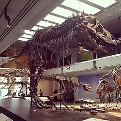 Thomas the T. rex