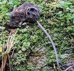 Brown mouse