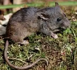 Brown mouse