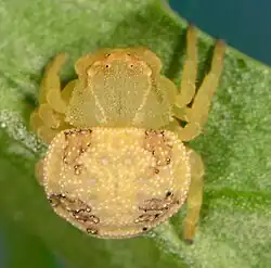 female