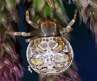 female