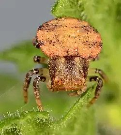 female
