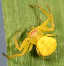 juvenile female
