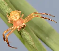 male