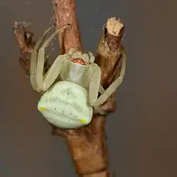 female