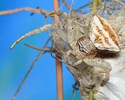 female
