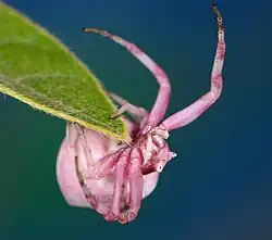 female