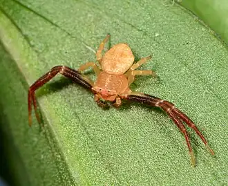 Male T. congoensis