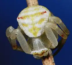 female