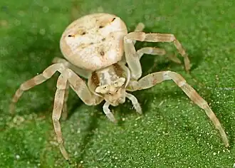juvenile female