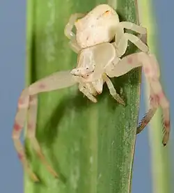female