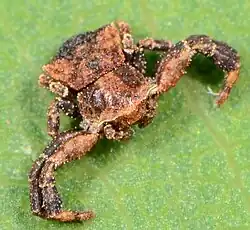 male