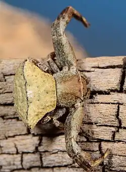 female