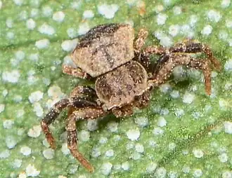 juvenile