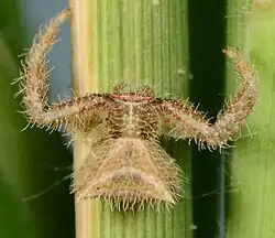 female juvenile