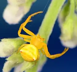 female