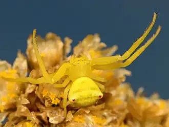 female