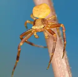 male