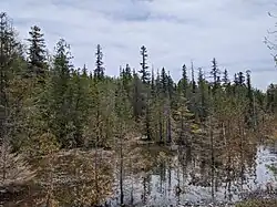 The park's conifer forest cover