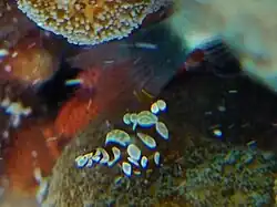 Thor amboinensis
