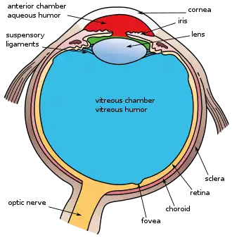 Another view of the eye and the structures of the eye labeled