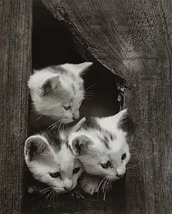 "Three Kittens" (1944)[61]