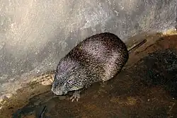 Brown cane rat