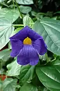 Front view of the flower.