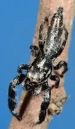 male T. aperta